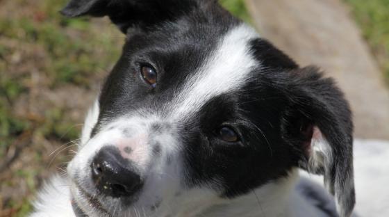 Lengtende hund_venter_hjemløs