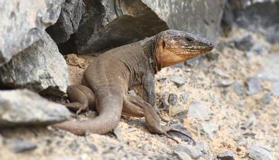 Kanariøyene_Flora_Fauna_ Lagartao Gigante de Gran Canaria kan bli 80 centimeter lang fra snute til haletipp.