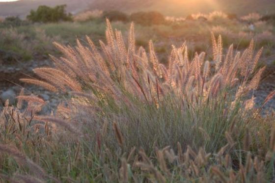 Rabo de gato/Fjærbørstegress (Pennisetum Setaceum) 