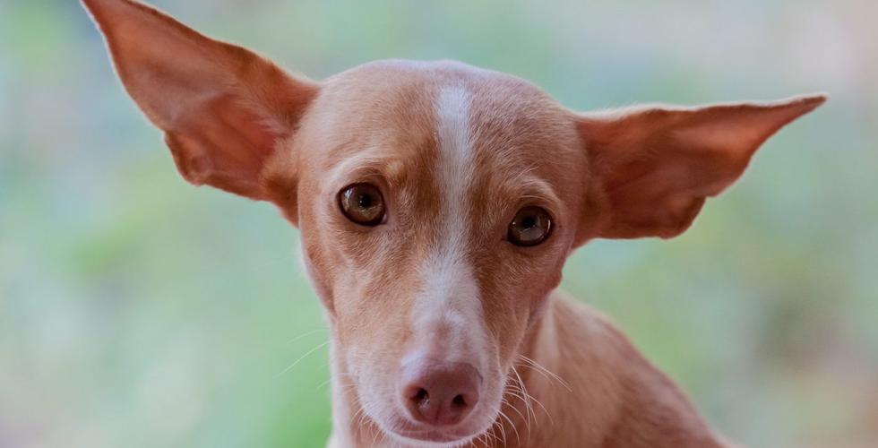 Podenco Canario