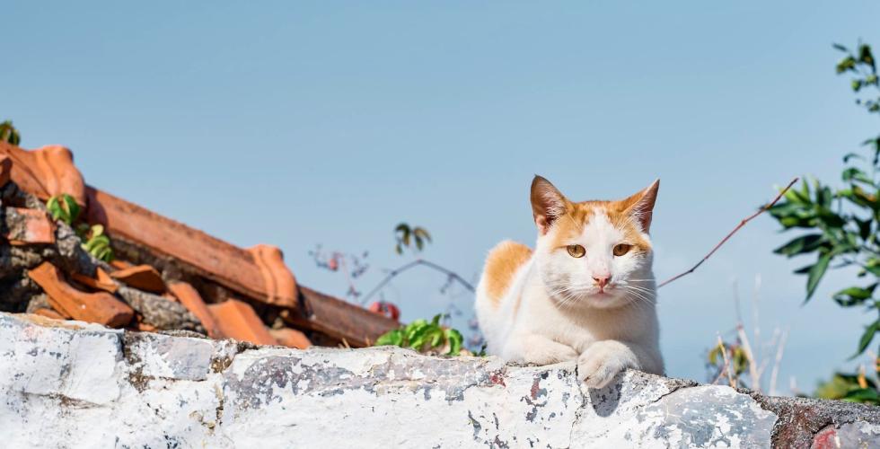 Kanariøyene_Dyrevern_Katt på mur