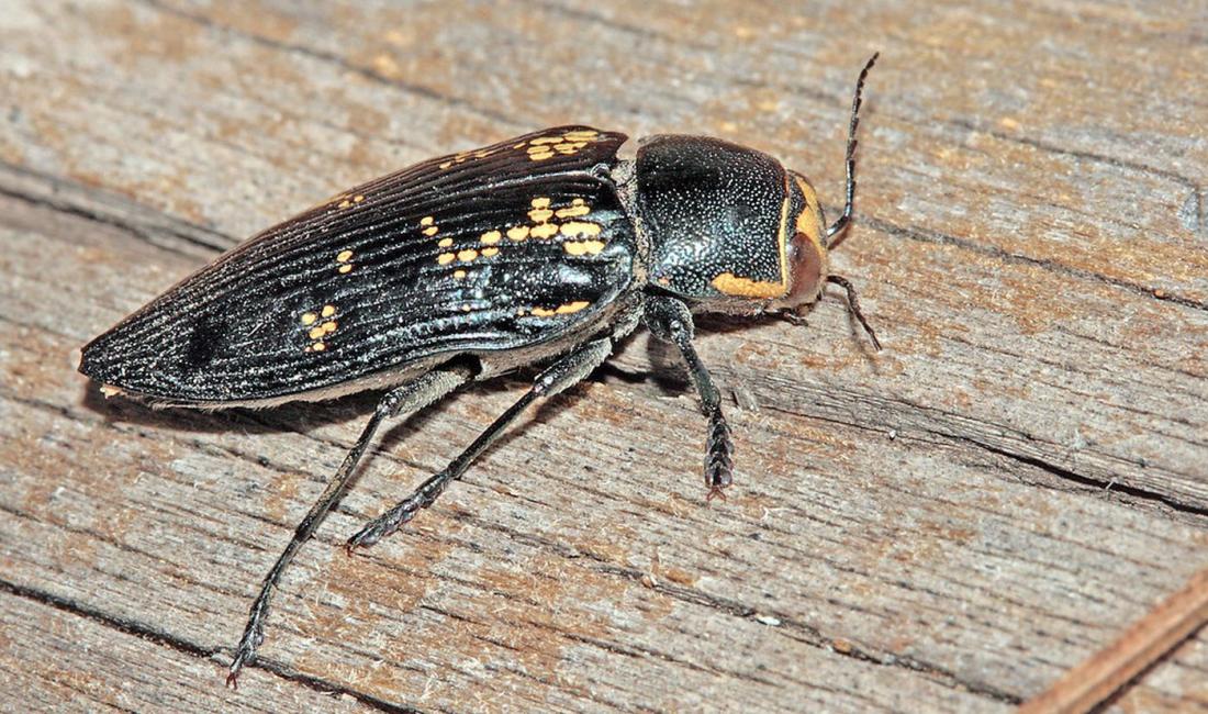 Buprestis berthelotii, Tenerife