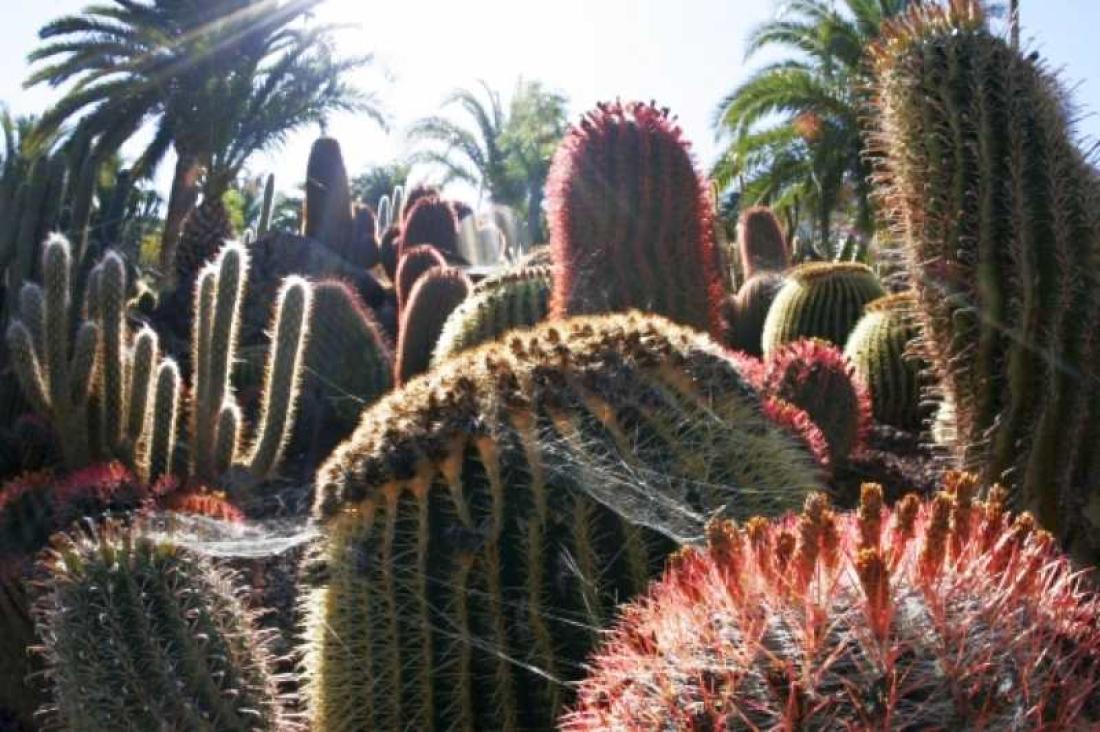 Cactualdea Cactualdea