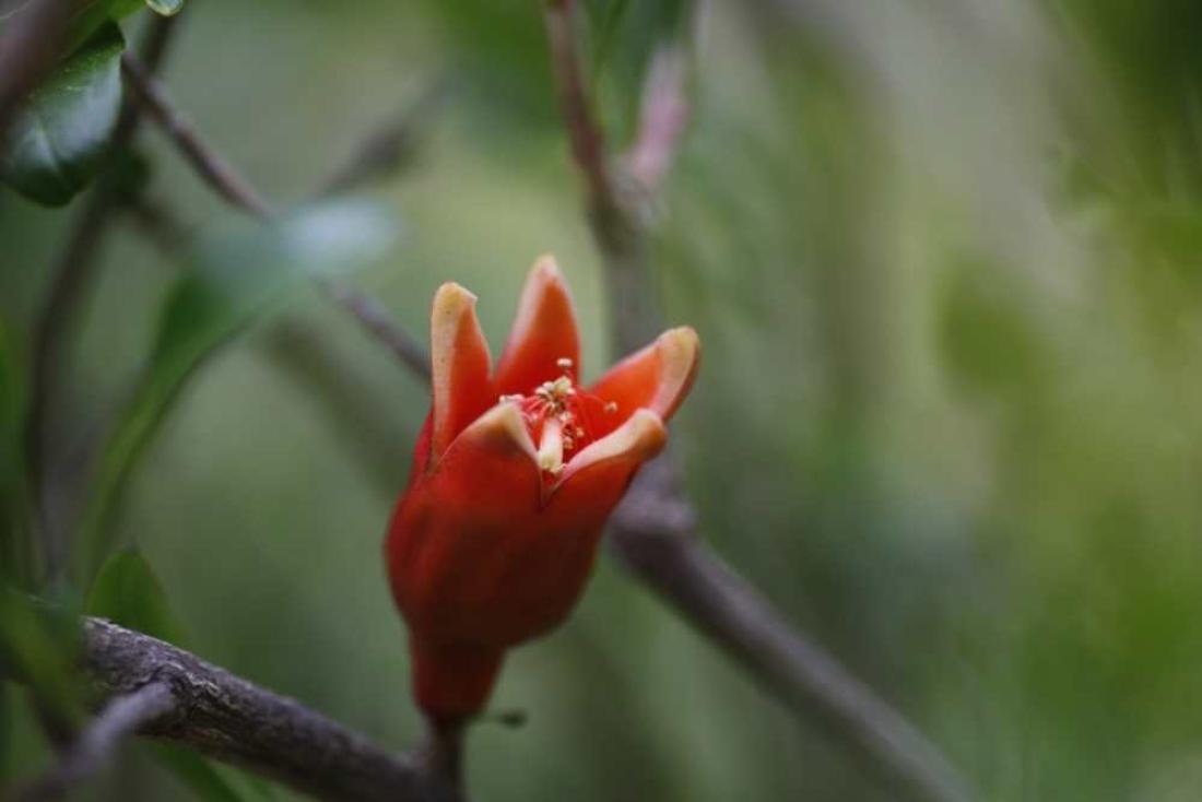 Granatepleblomst Granatepleblomst
