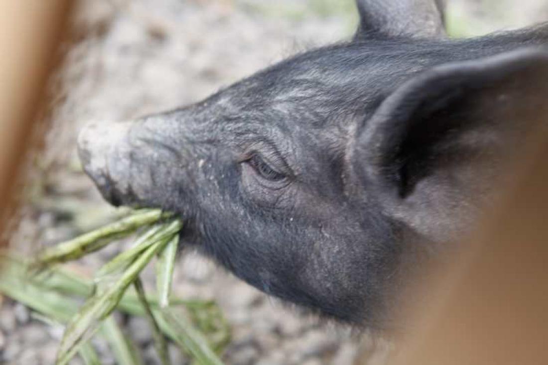 Cochino Canario, svart gris Cochino Canario, svart gris