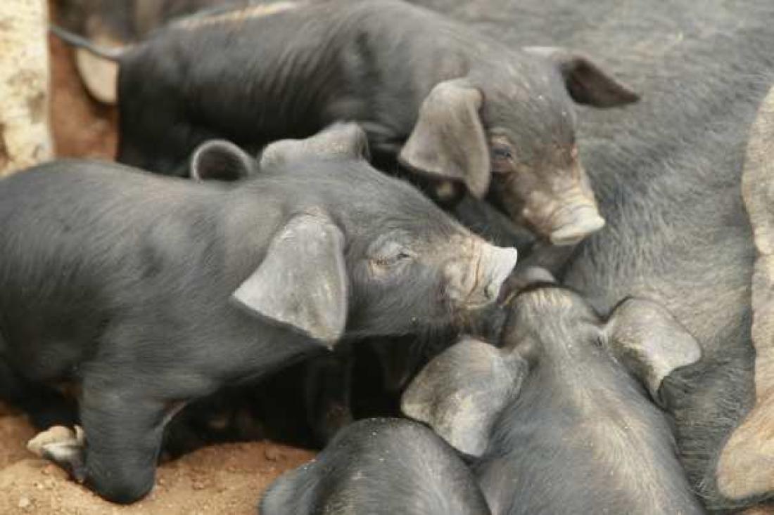 Cochino Canario, svart gris Cochino Canario, svart gris
