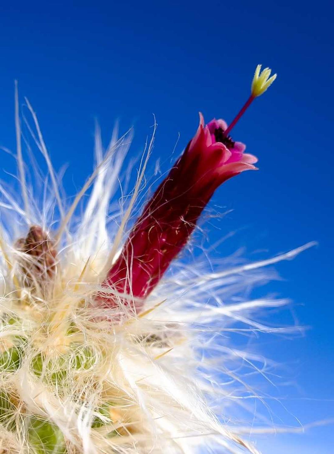 Kaktusblomst Kaktusblomst