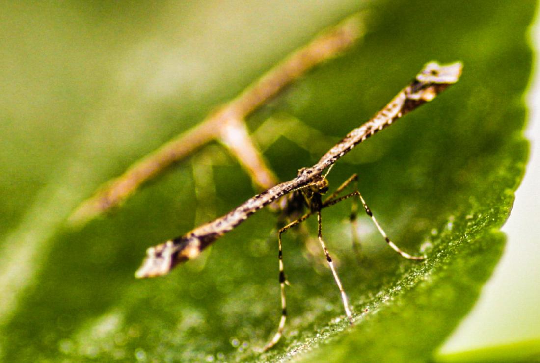 Insekter Insekter