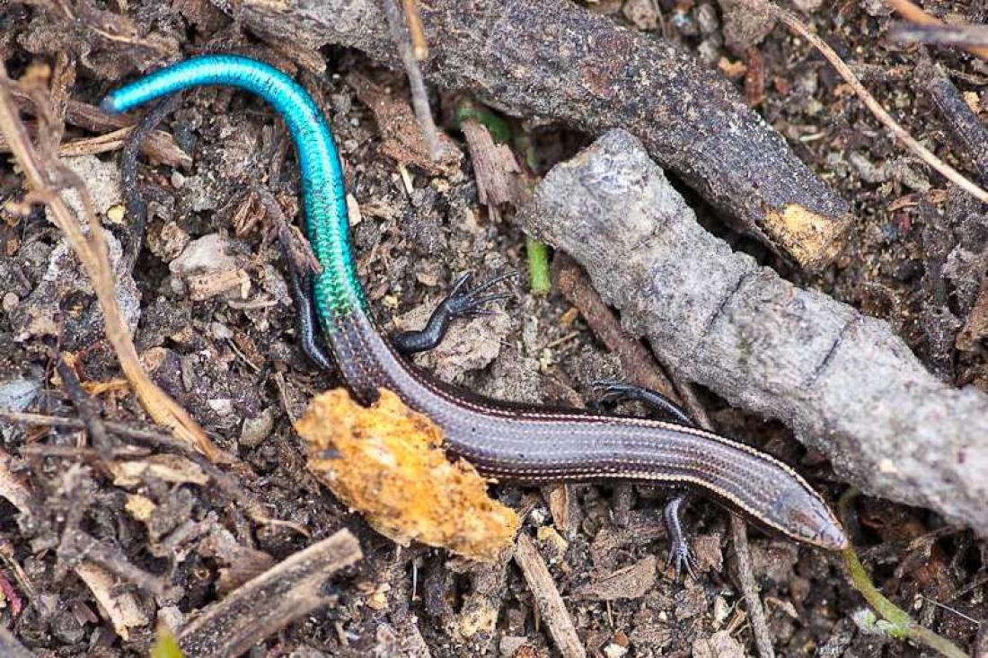 Blåhalet skink Blåhalet skink