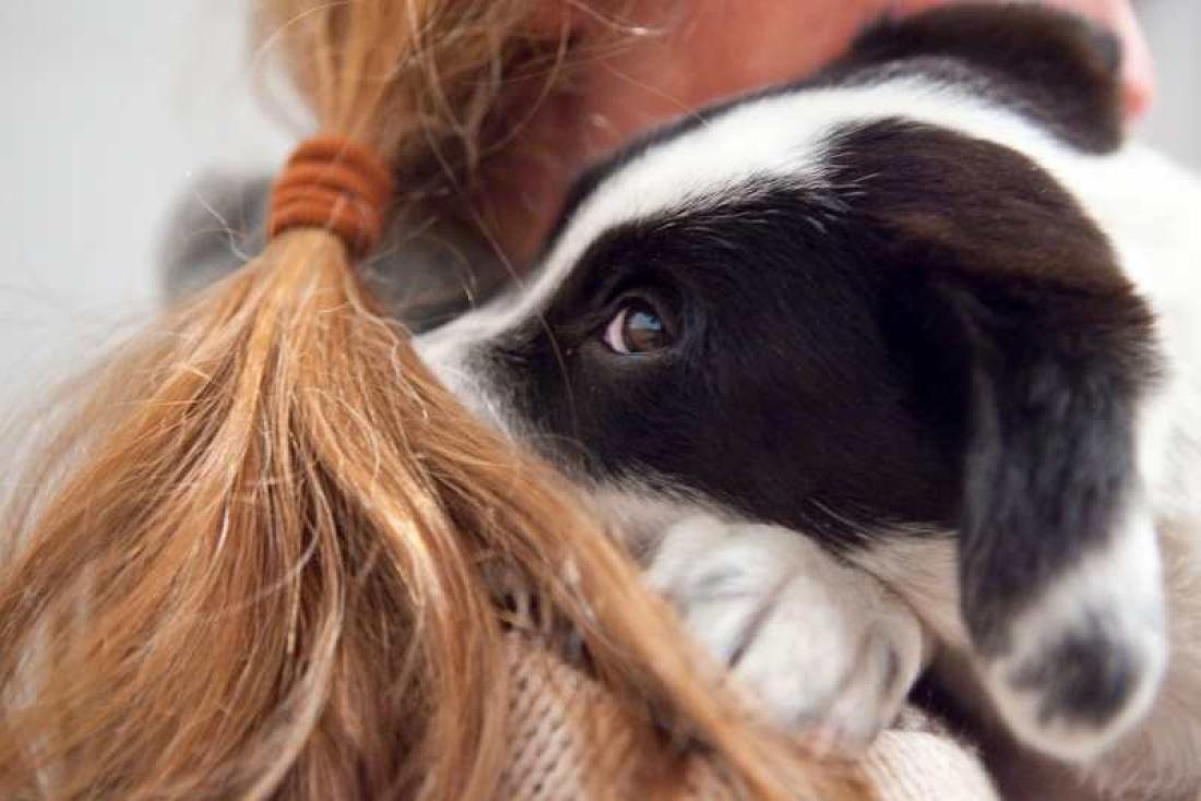 Nyadoptert hundevalp Nyadoptert hundevalp