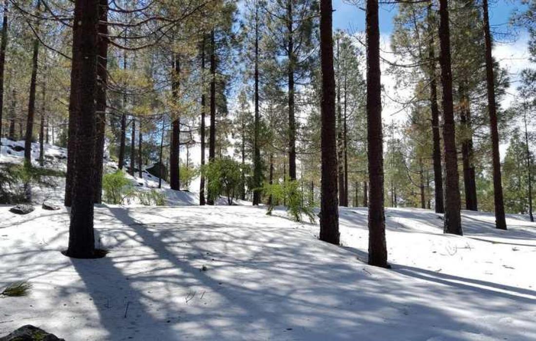 Snø i skogen på Gran Canaria